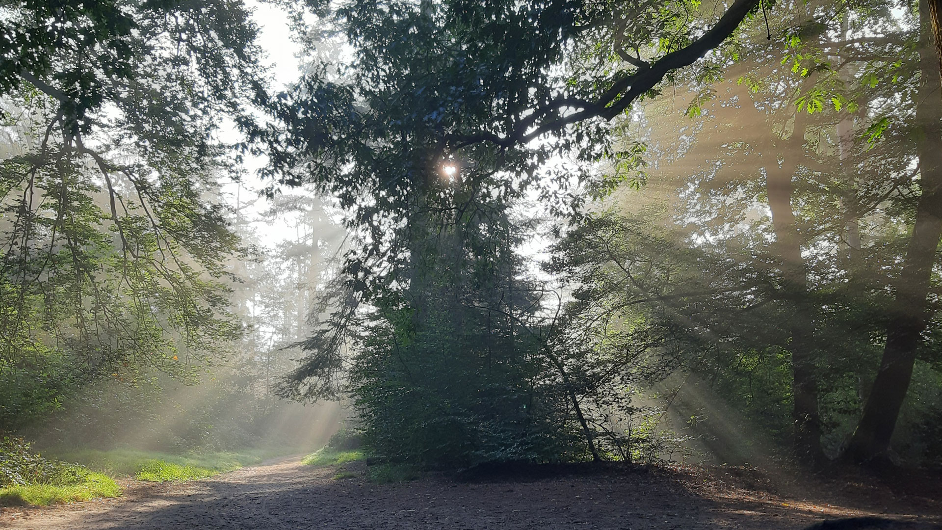 Lievegoed-Aandacht-blog